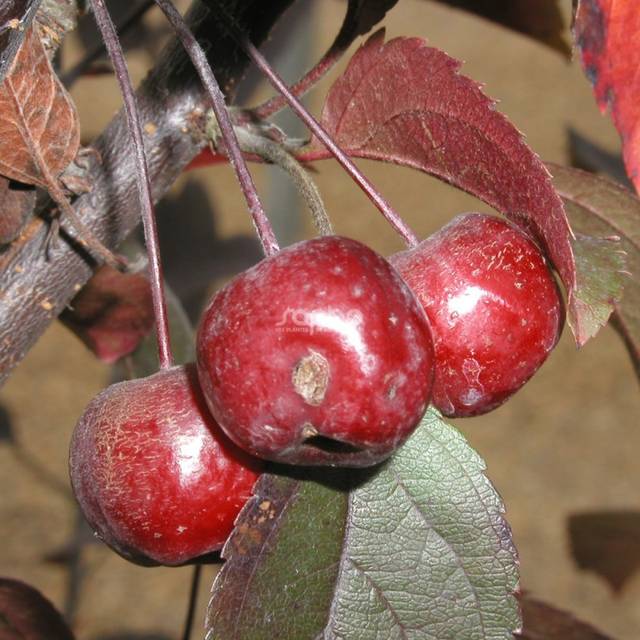 Malus COCCINELLA® 'Courtarou' - fruits - Sapho